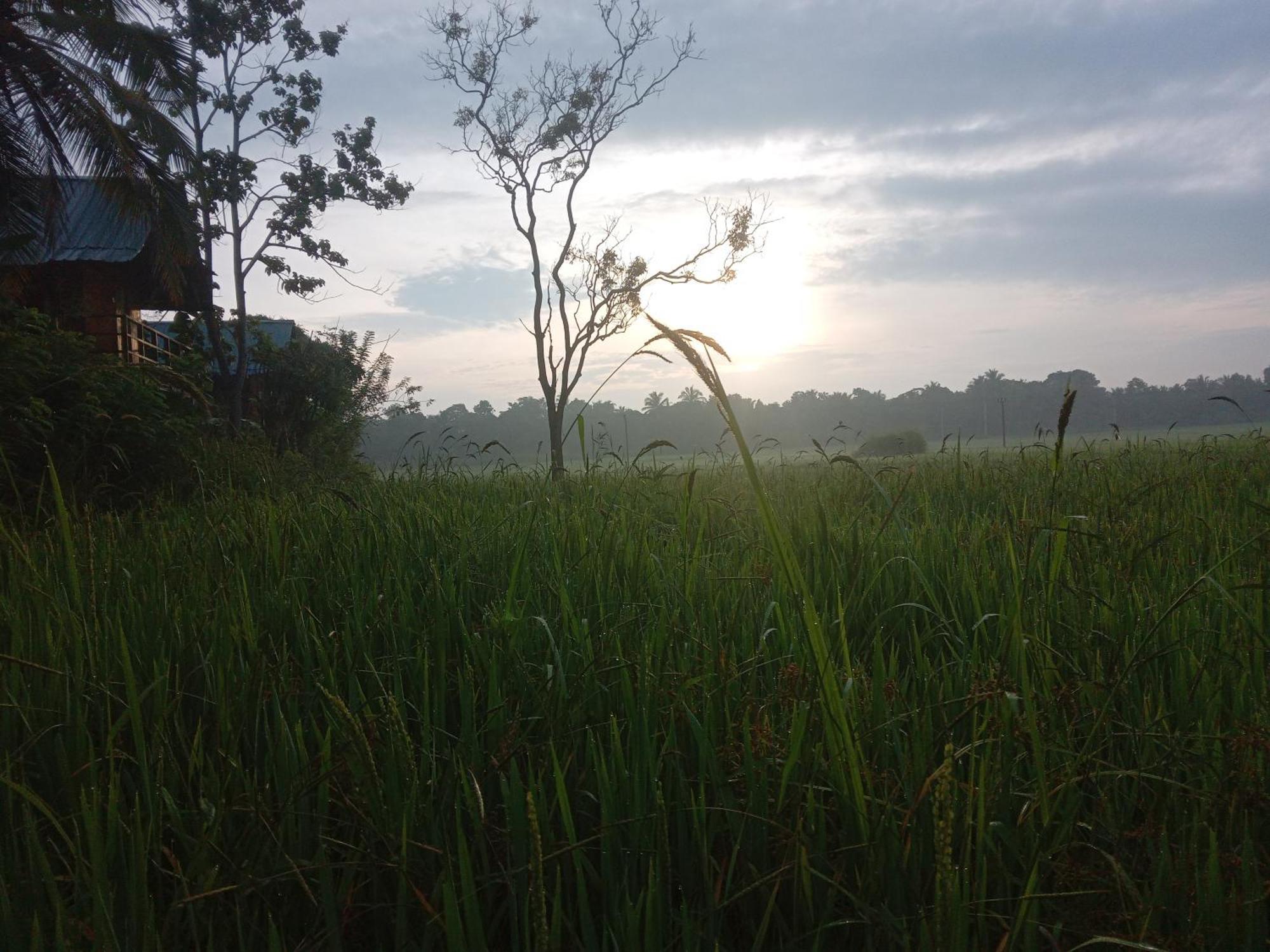 فيلا Sigiriya Paddy Field Hut الغرفة الصورة